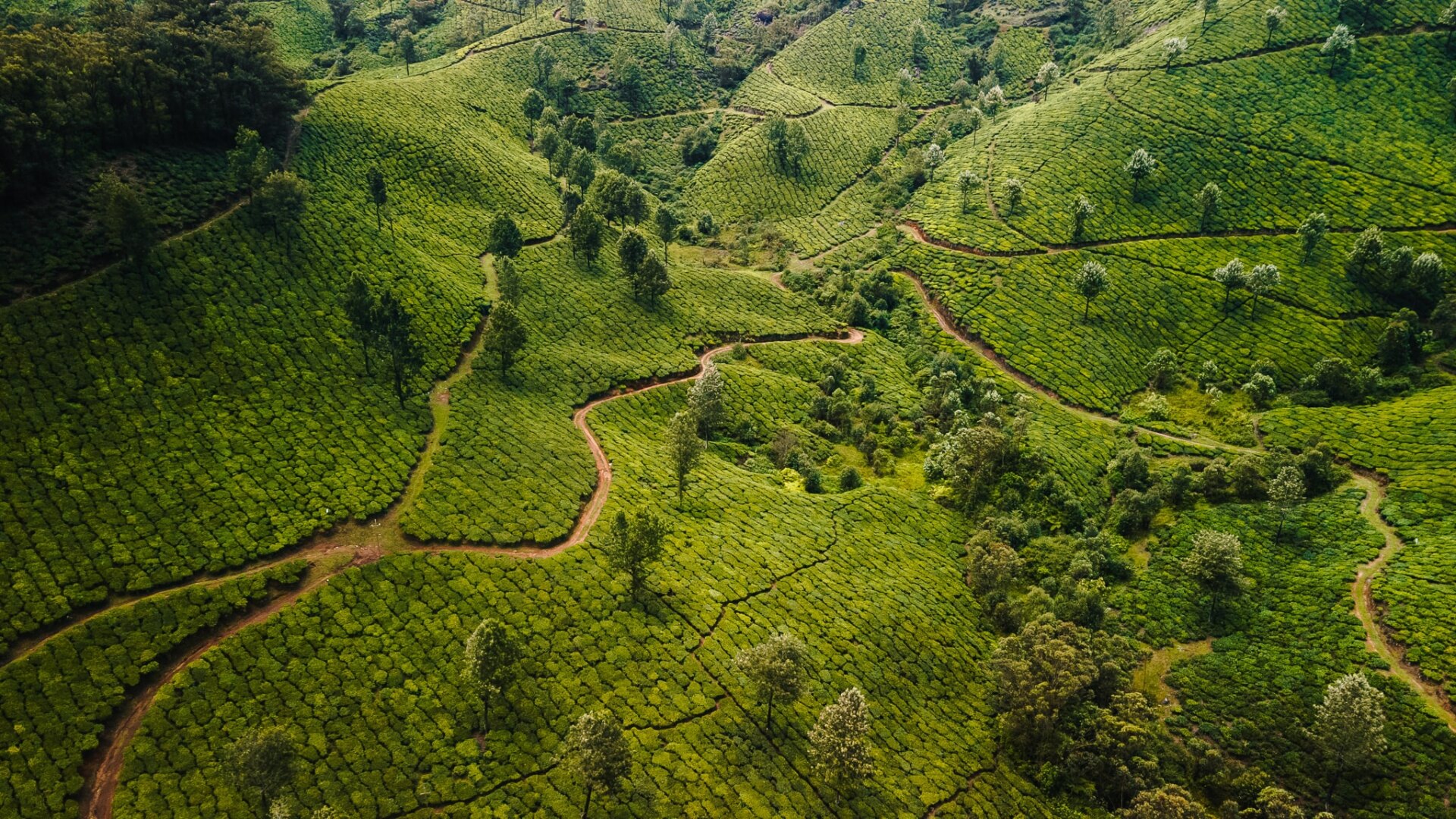 Ontdek Munnar in India: theevelden en prachtige uitzichten 14 Munnar tea field
