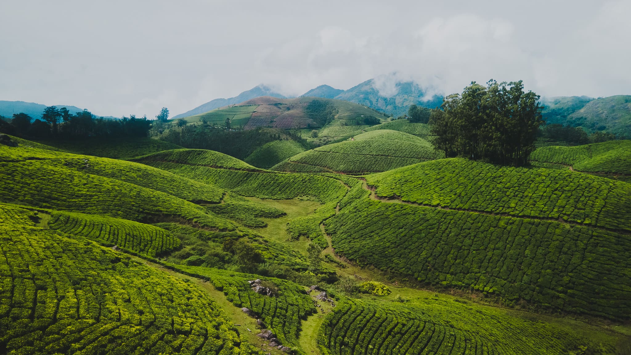 Ontdek Munnar in India: theevelden en prachtige uitzichten 13 Munnar tea fields
