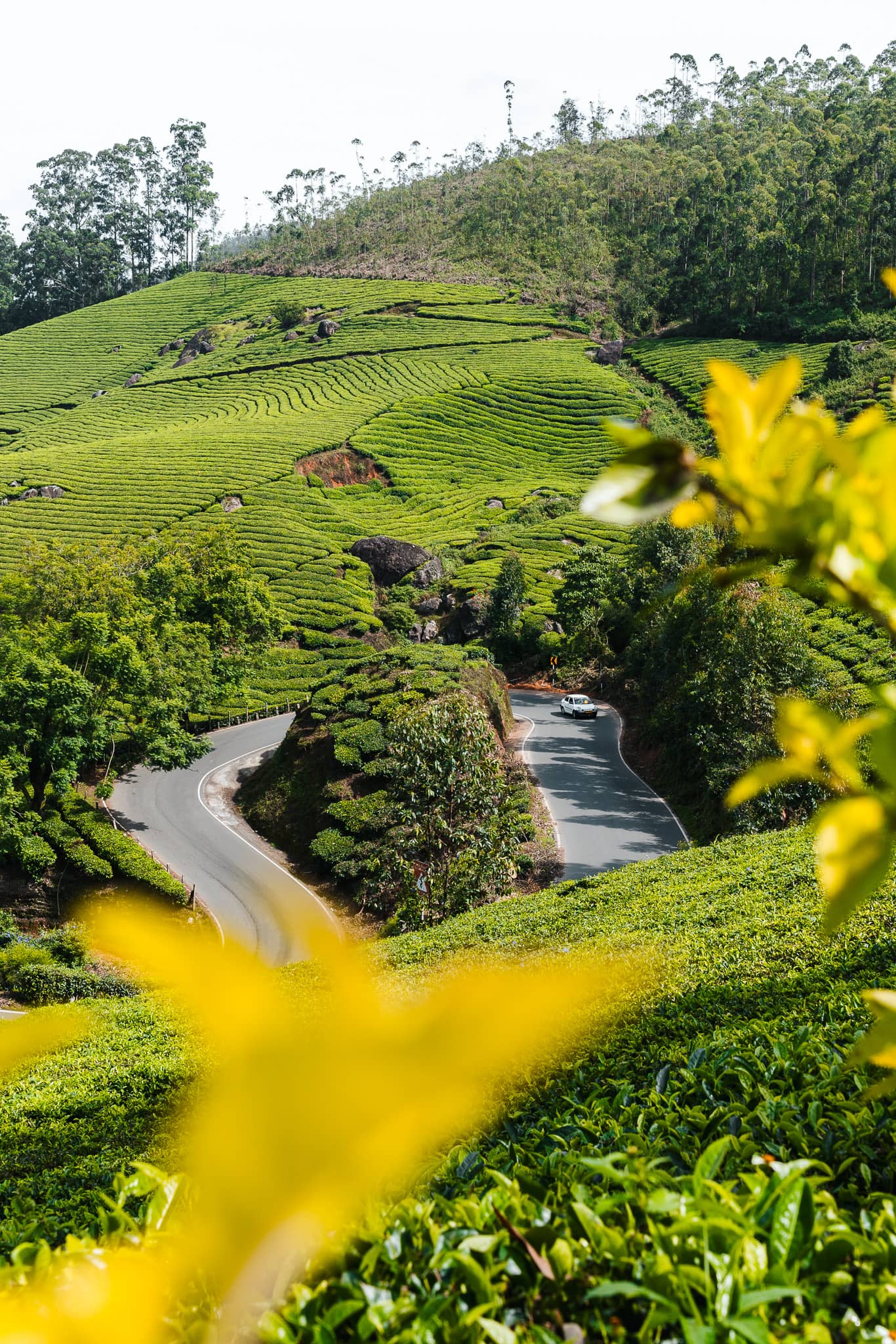 Ontdek Munnar in India: theevelden en prachtige uitzichten 8 Nature Munnar