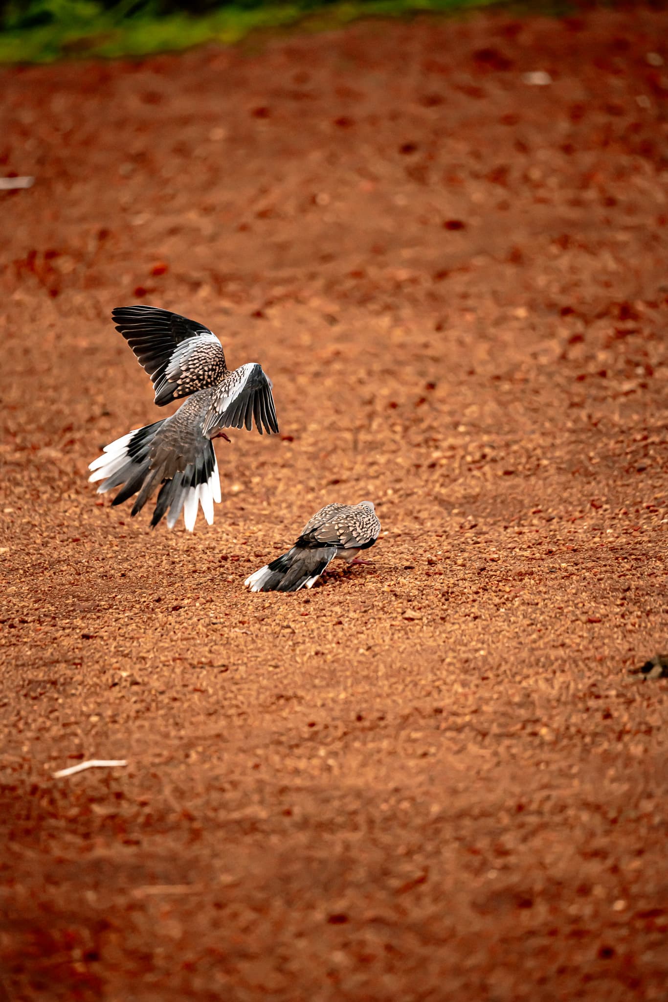 Periyar National Park birds