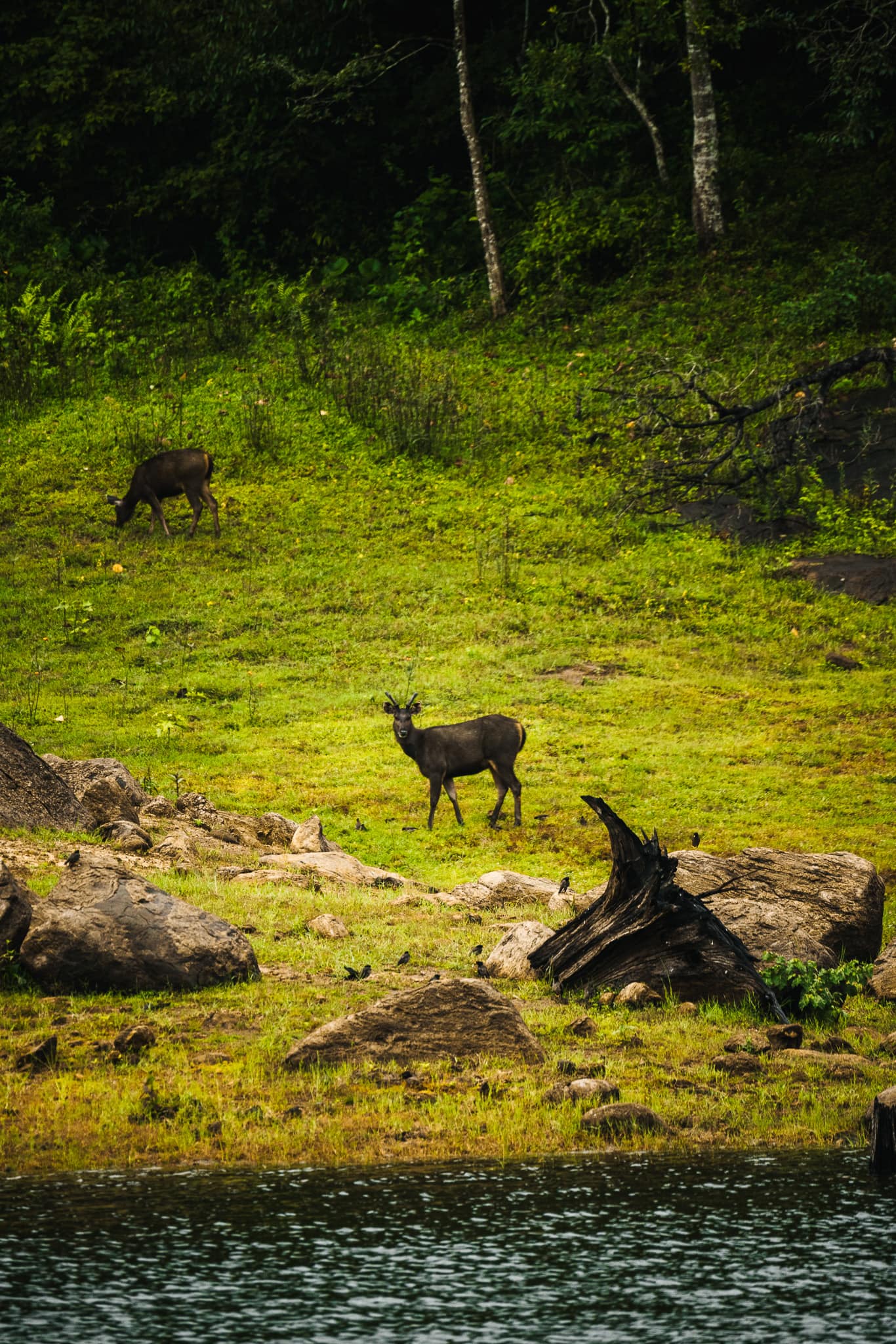 Periyar National Park boating animals