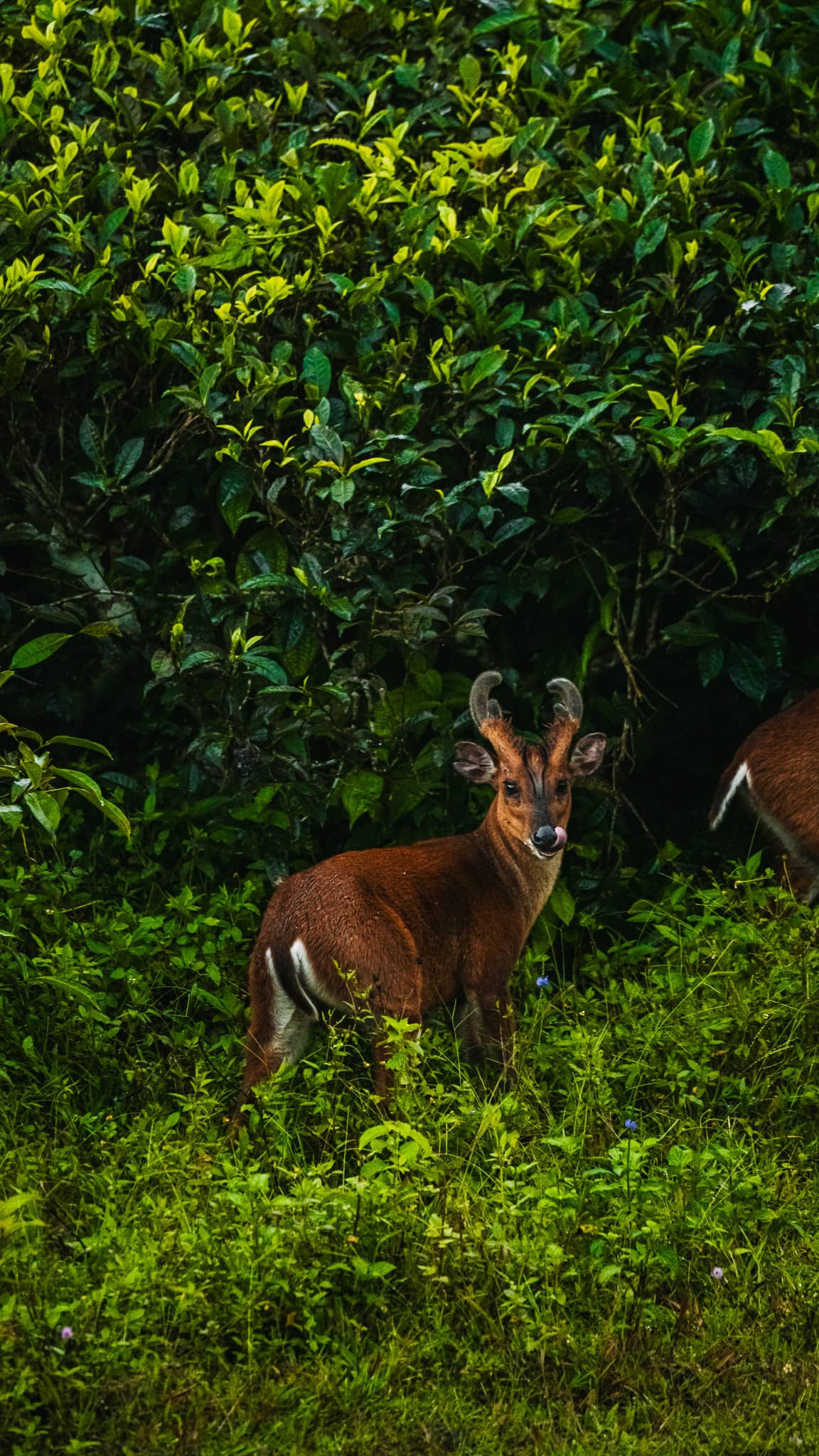 Safari Periyar national park