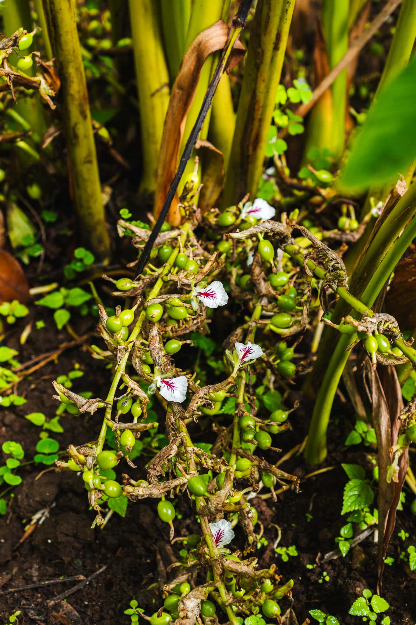 Spice garden Thekkady