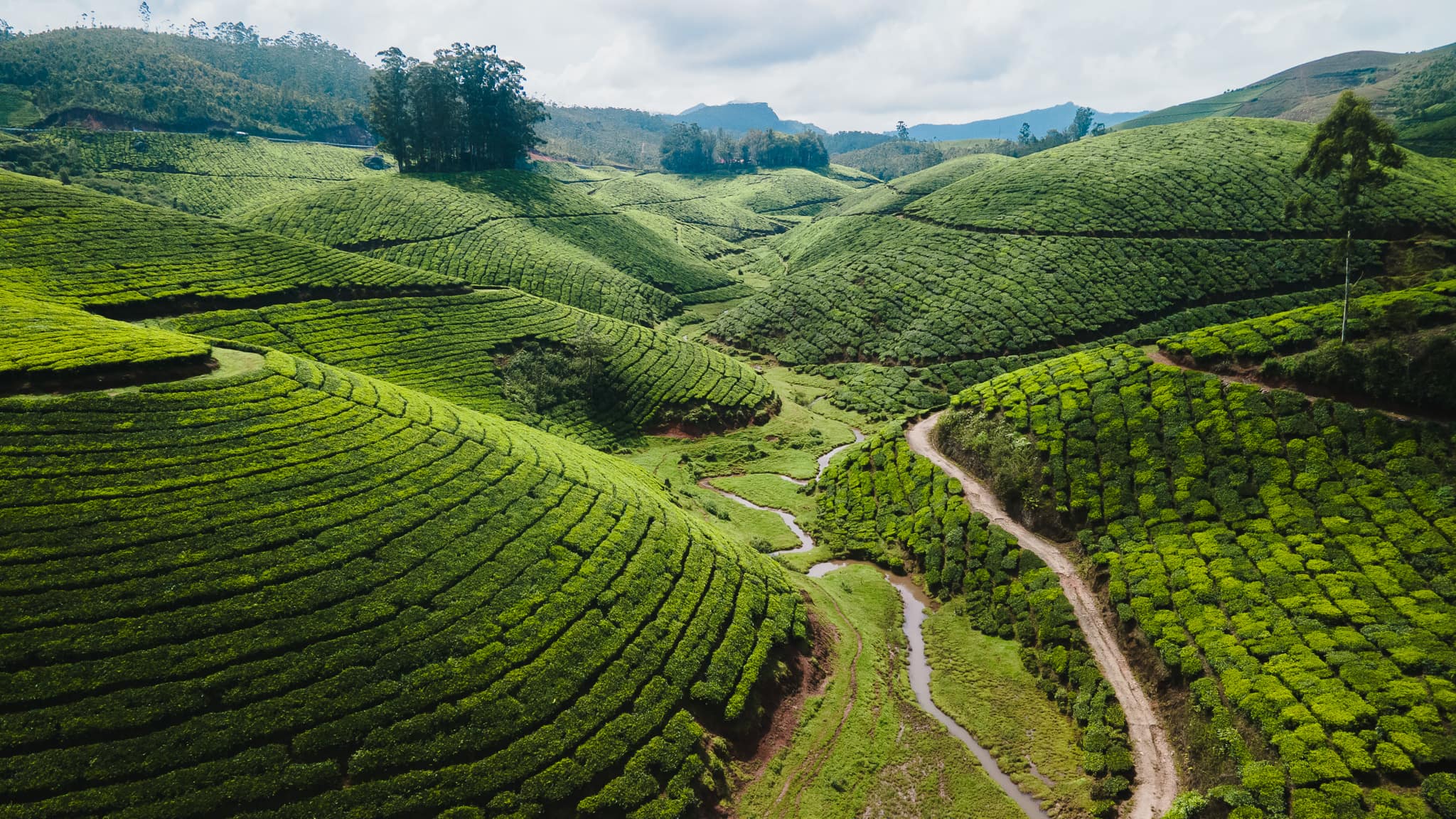Ontdek Munnar in India: theevelden en prachtige uitzichten 5 Tea fields Munnar