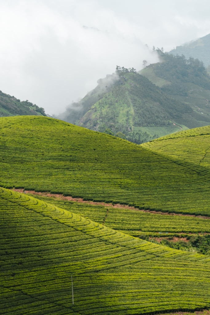 Ontdek Munnar in India: theevelden en prachtige uitzichten 6 Tea plantations in Munnar
