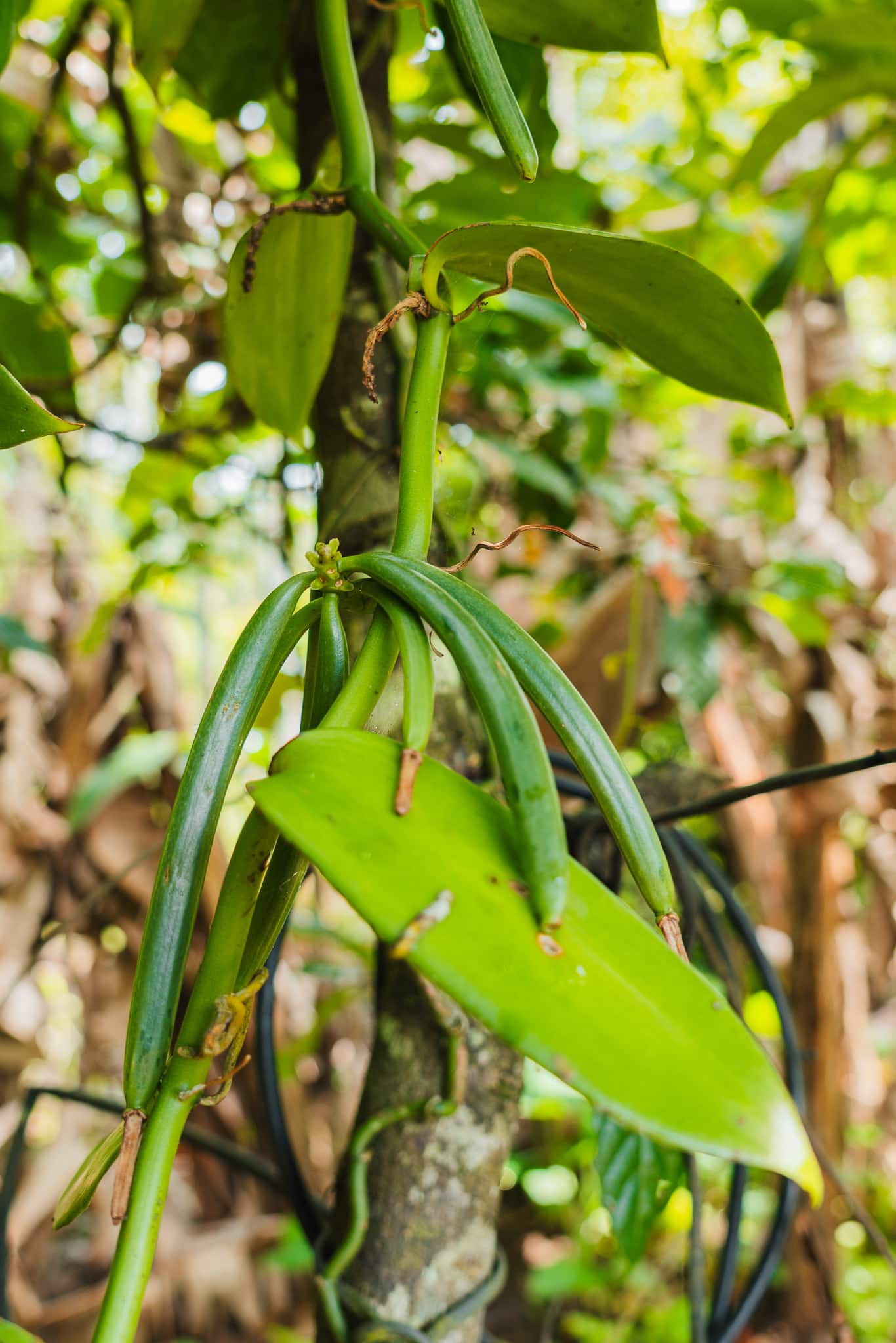 Thekkady spice garden