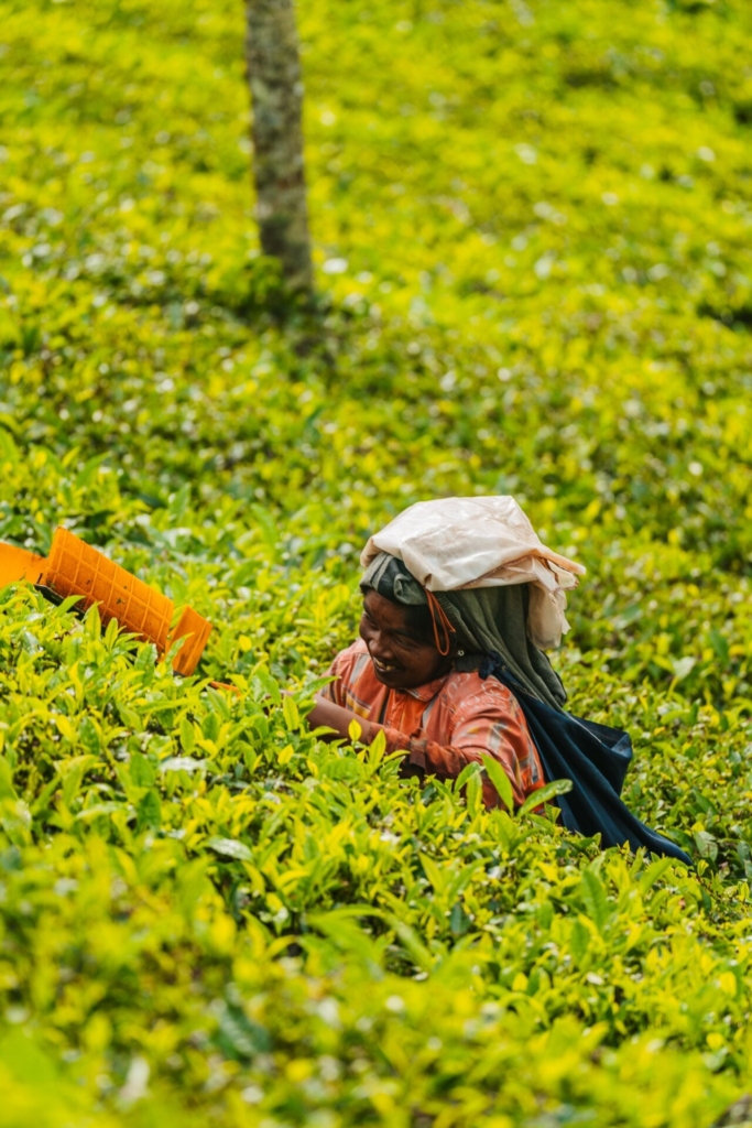 Ontdek Munnar in India: theevelden en prachtige uitzichten 4 India woman working tea