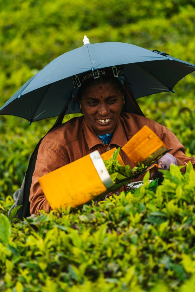 Ontdek Munnar in India: theevelden en prachtige uitzichten 3 Thekkady tea worker