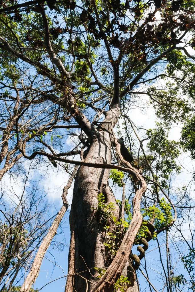 The Gibbon Experience: highlight of Laos! 11 Jungle tree in Laos