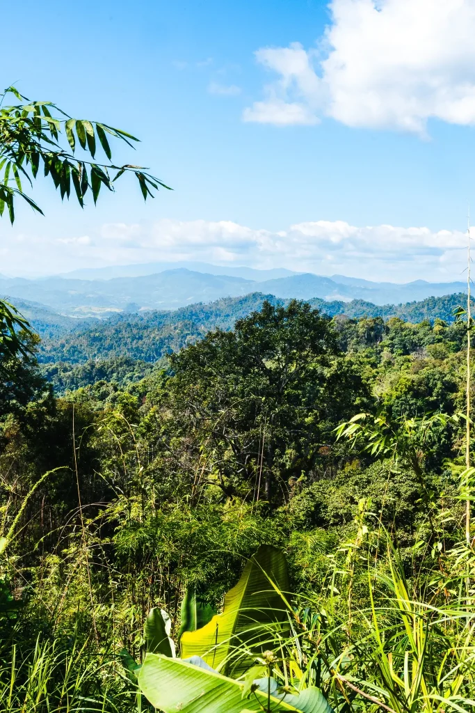 The Gibbon Experience: highlight of Laos! 10 The Gibbon Experience