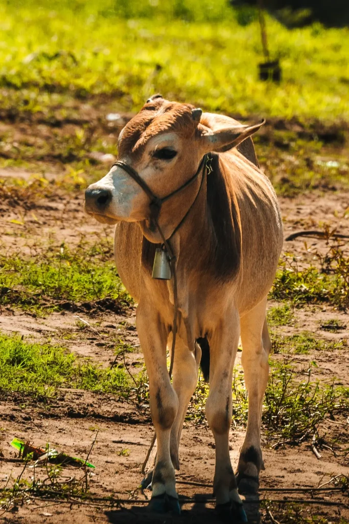 Cow along the Mekong river