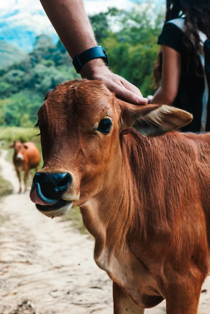 Things to do in Nong Khiaw: the 7 best activities 17 Cow in Laos