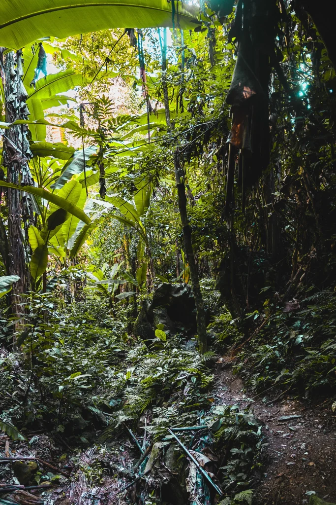 Things to do in Nong Khiaw: the 7 best activities 1 Nong Khiauw Jungle