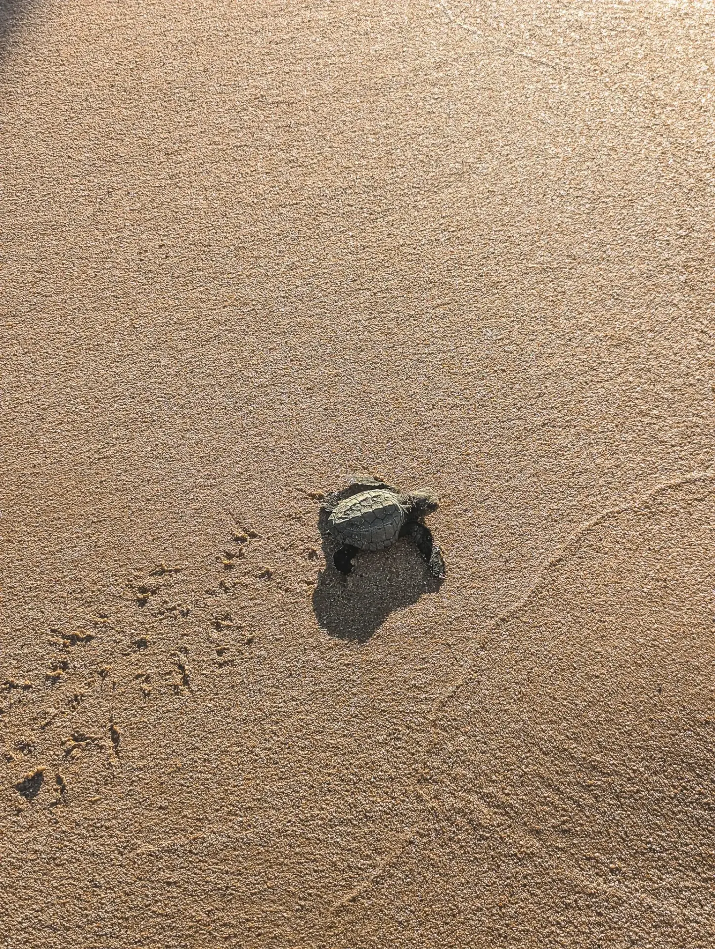 El Nido: ontdek het prachtige Palawan 7 Baby turtle
