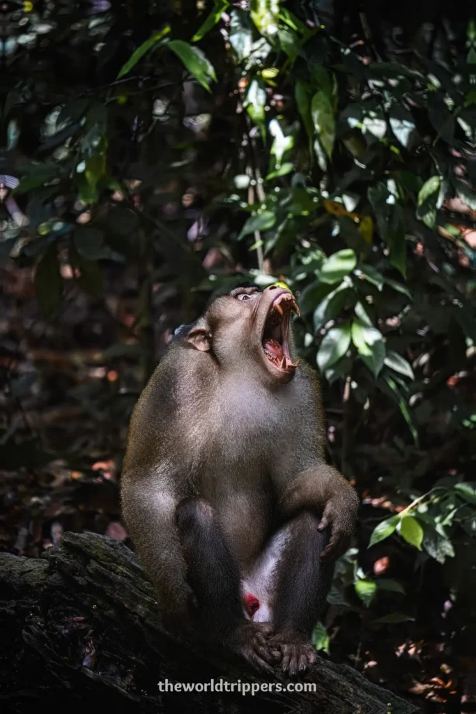 Big tail macaque showing teeth