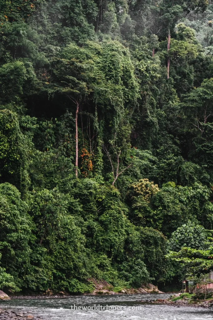 Bukit Lawang jungle