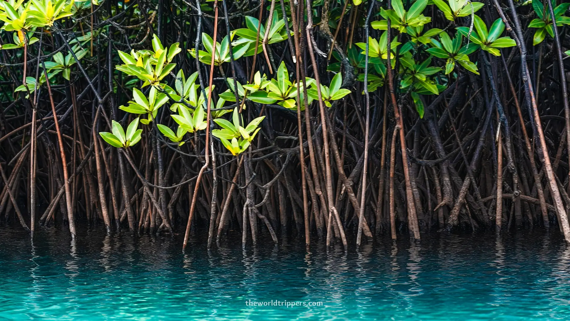 Discover Sipora: relaxing and surfing on the Mentawai Islands in West Sumatra 7 Mangrove Awera Sipora