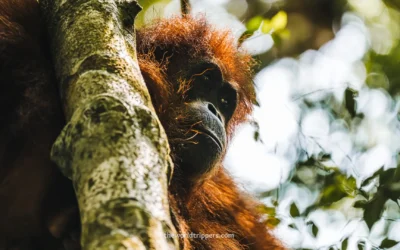 Orangutan spotting in Sumatra during the Bukit Lawang jungle trek!