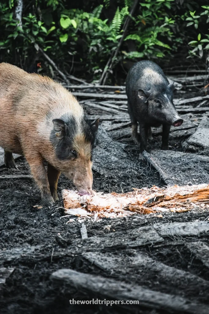 Bucketlist: bezoek de Mentawai stam en leef in de jungle in Siberut, Sumatra 15 Pigs