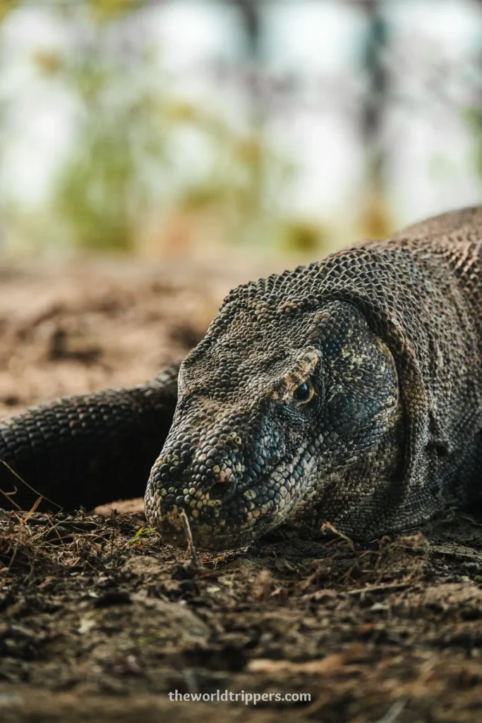 Komodo dragon vertical