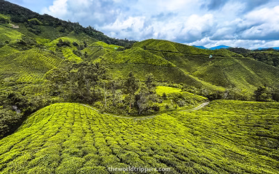 All information about the Cameron Highlands
