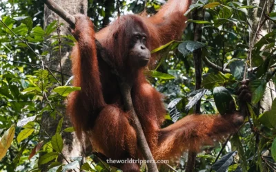 Ultimate Itinerary Malaysia and Borneo