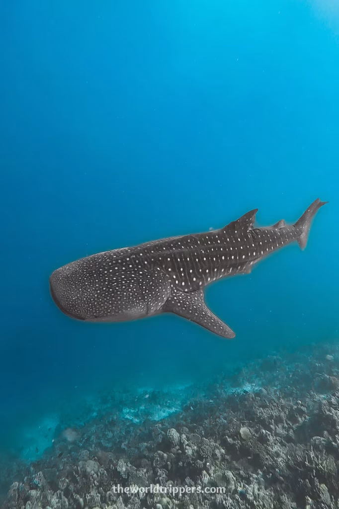 What to do in Dhigurah, The Maldives? 11 Whale shark swimming