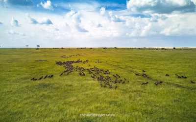 Home 5 Miniguide Maasai Mara: on safari in Kenya