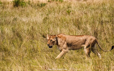 Home 2 Safety in Kenya: is Kenya safe?