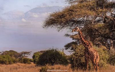 Home 6 Safari in Amboseli in Kenya + more things to do