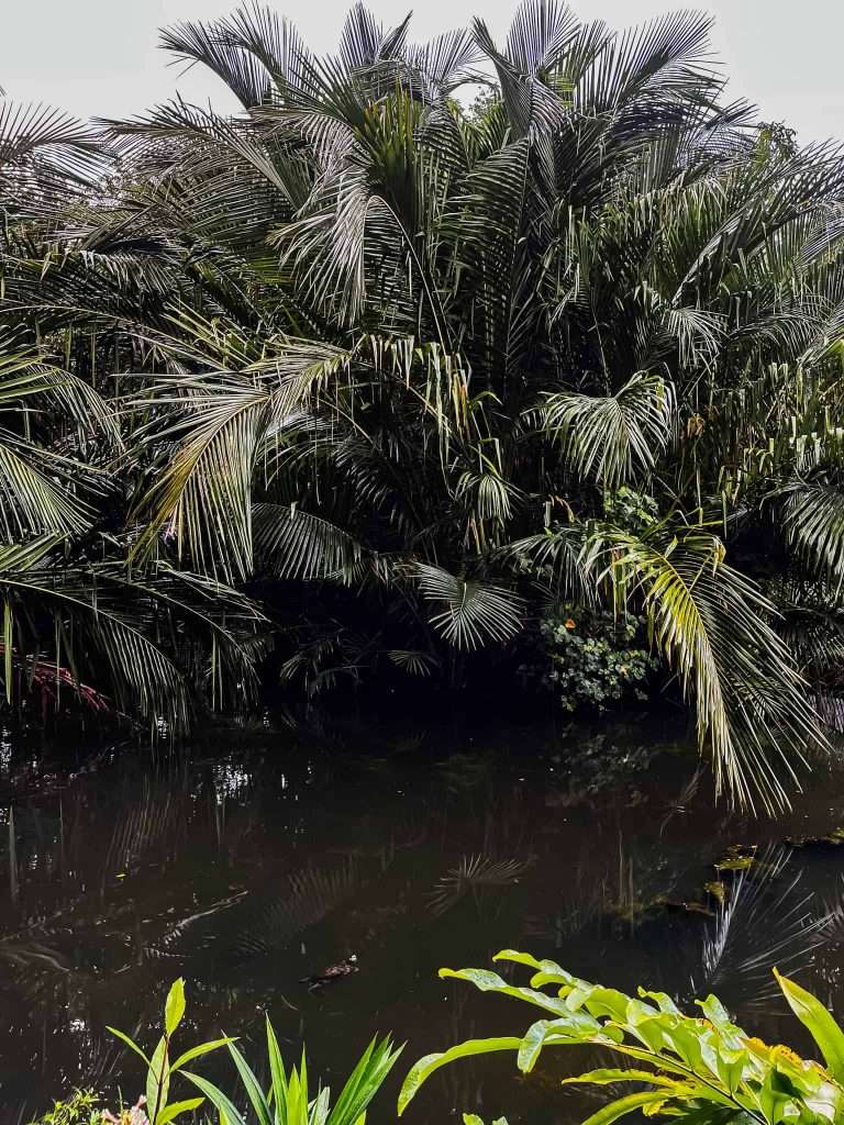 Tips voor je bezoek aan de Botanische Tuinen in Singapore 4 Botanische tuin Singapore schildpad