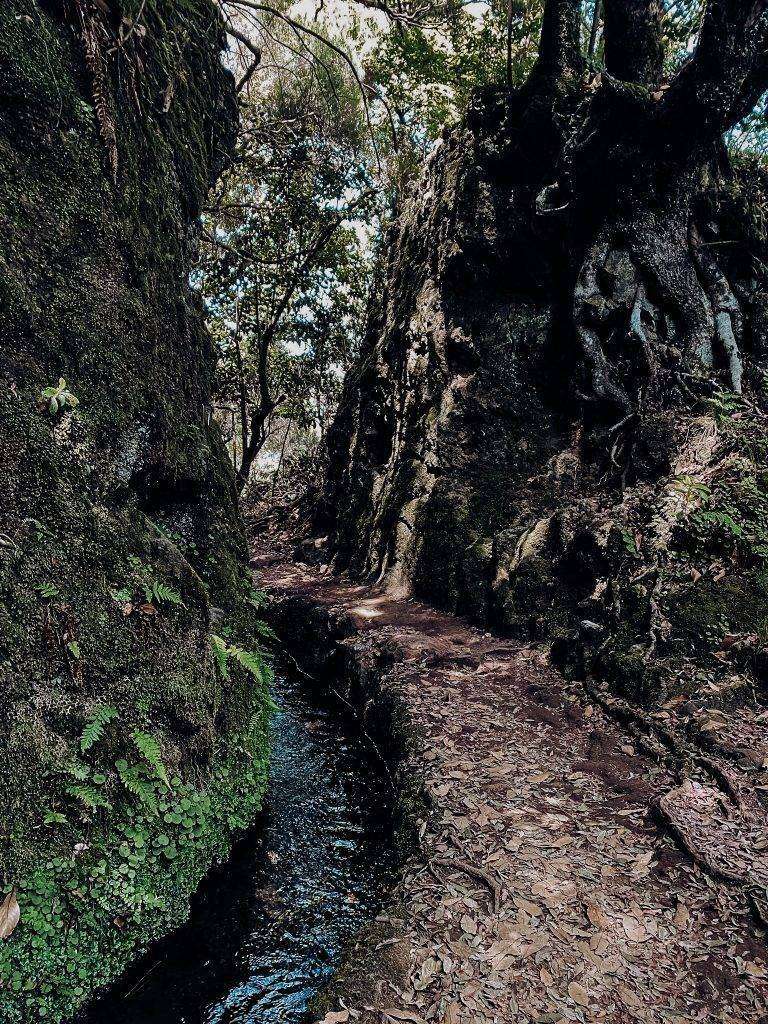 PR9: Levada do caldeirÃo verde 1 Hike Madeira