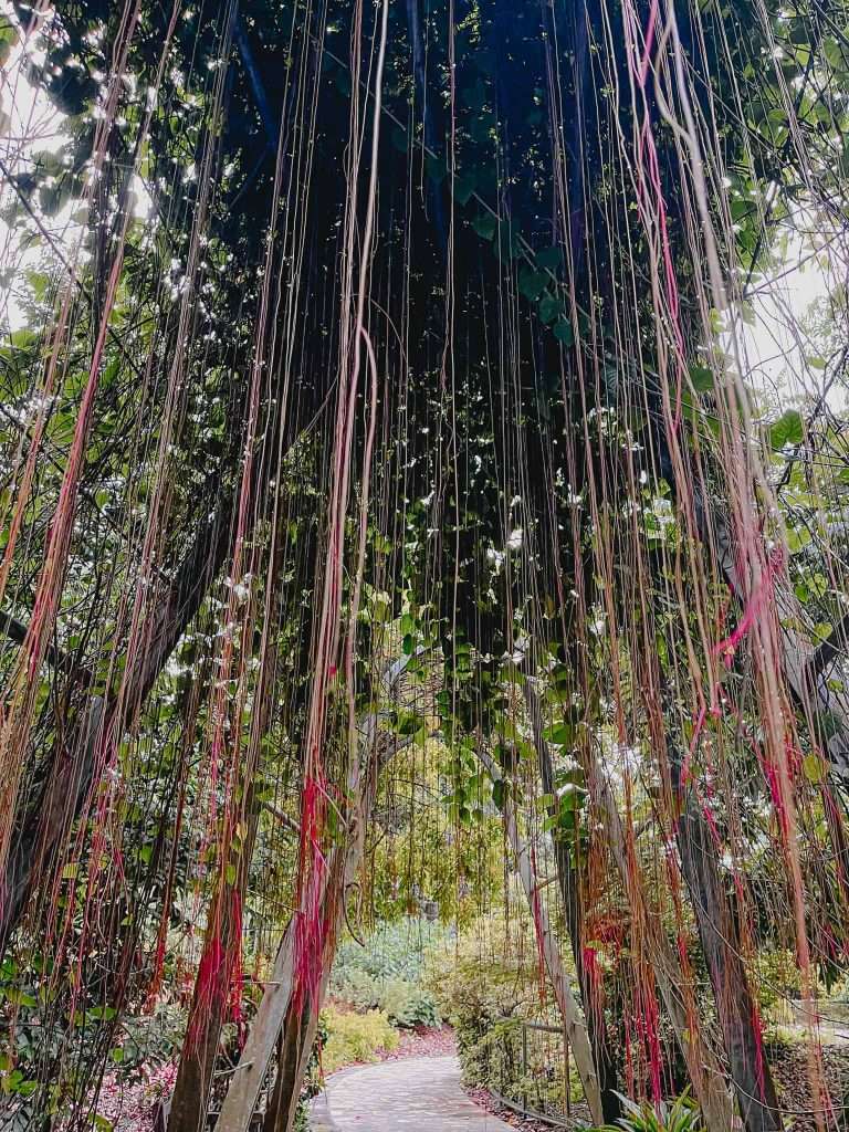 Tips voor je bezoek aan de Botanische Tuinen in Singapore 2 Lianen Botanische tuinen Singapore