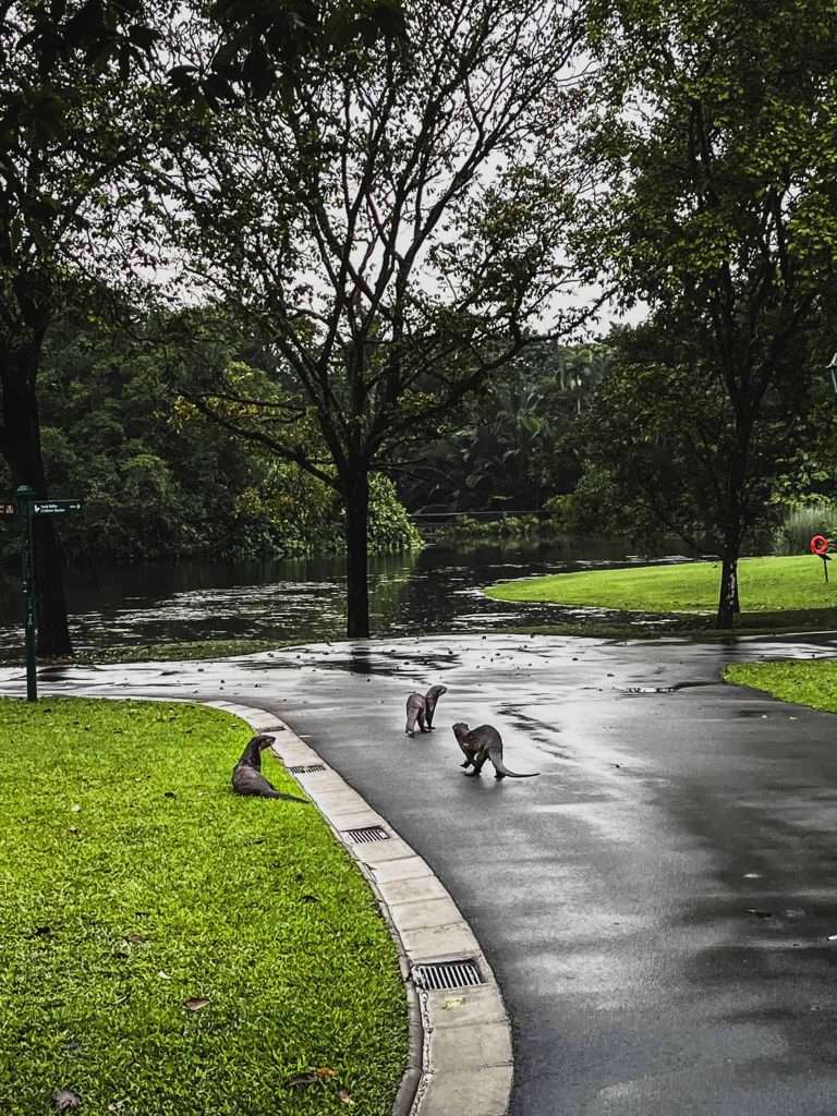 Tips voor je bezoek aan de Botanische Tuinen in Singapore 3 Otters in Singapore