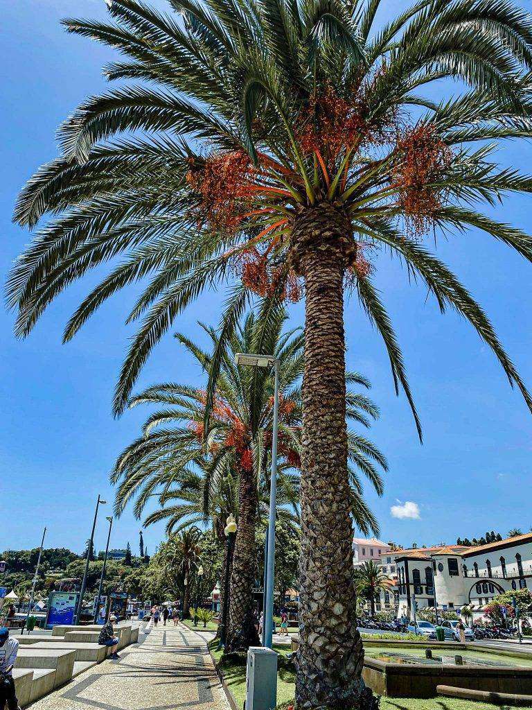 Palmboom Funchal