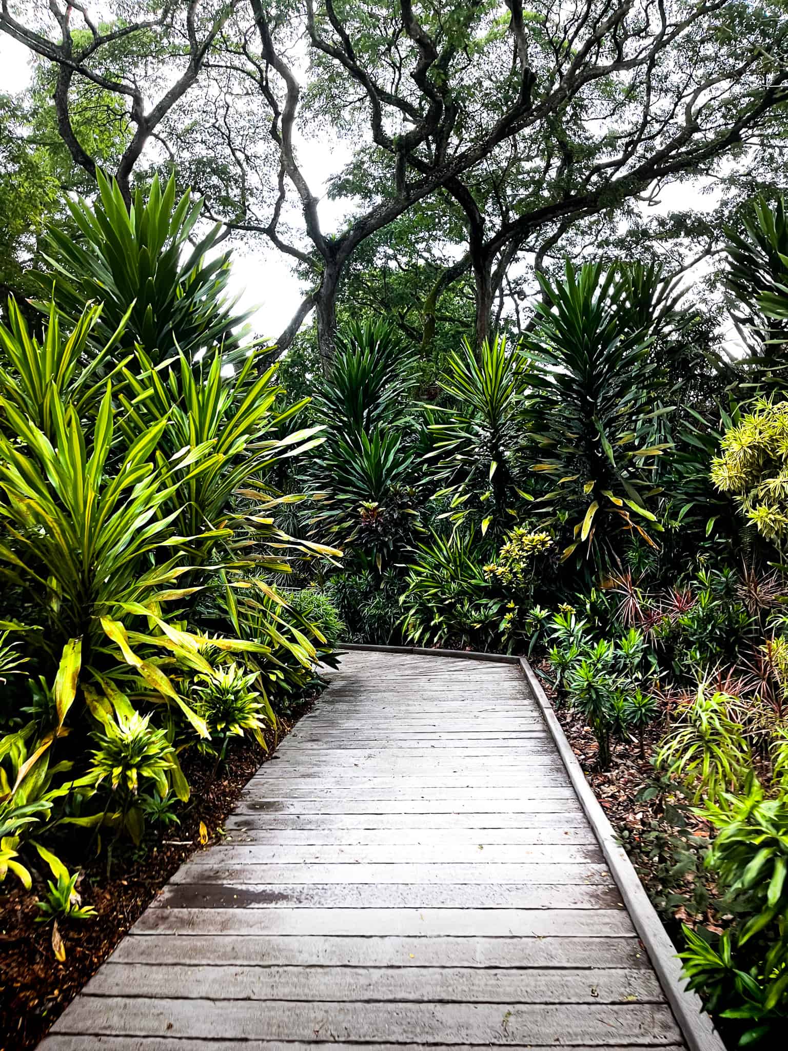 Singapore Botanische tuinen jungle